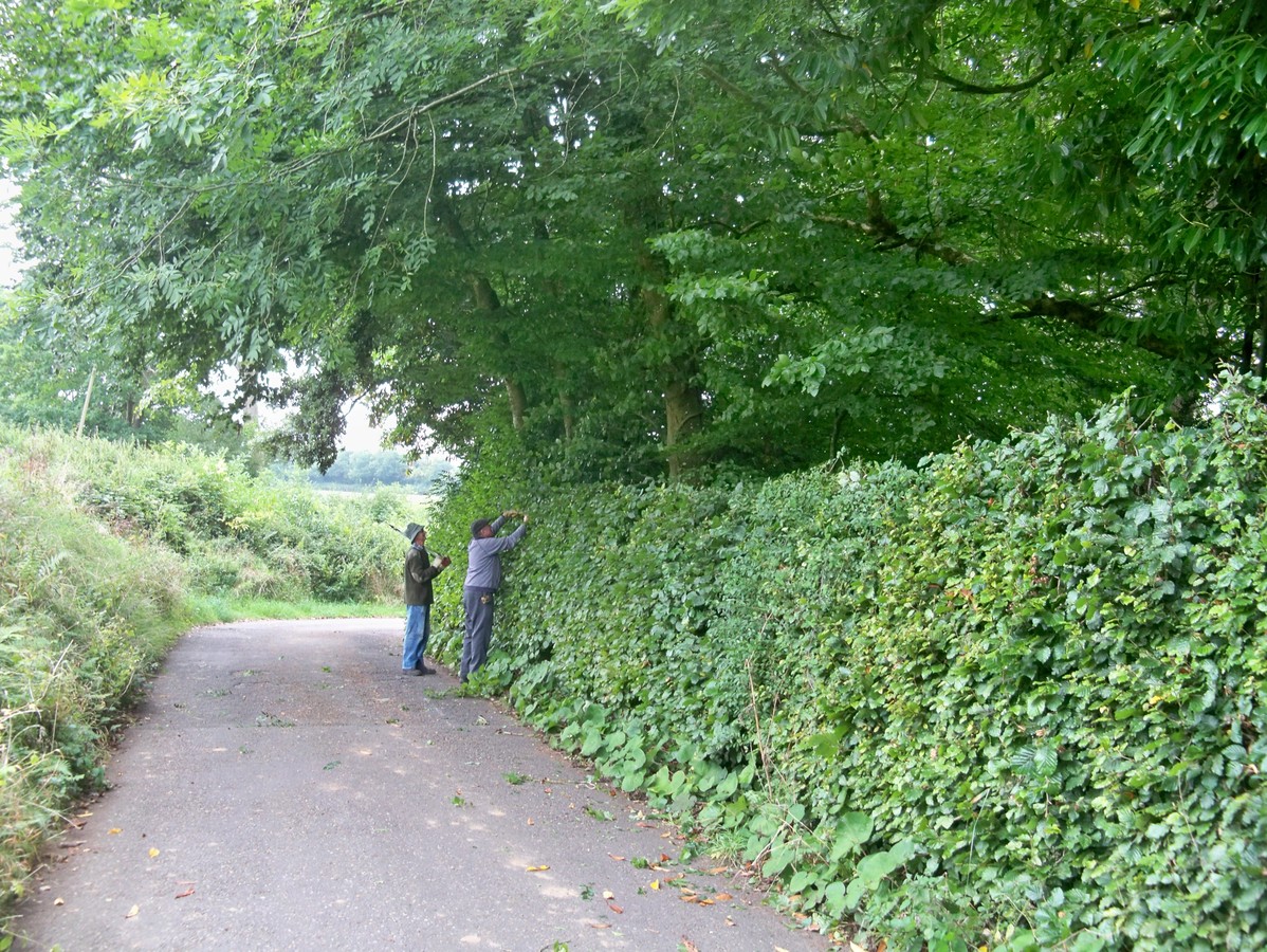Parsonage Lane Hedge